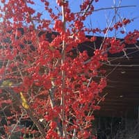 Deciduous Holly; Possum-haw