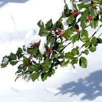 American Holly