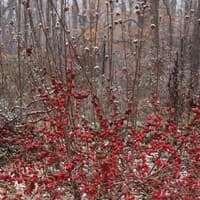 Winterberry; Winterberry Holly; Black Alder