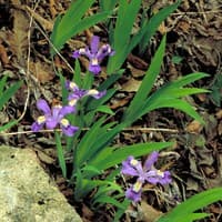 Dwarf Crested Iris