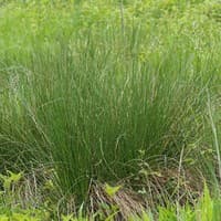 Common Rush; Soft Rush