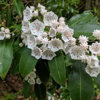 Mountain Laurel