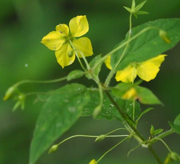 Fringed Yellow Loosestrife
