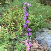 Grass-leaf Blazing Star or Gayfeather