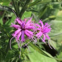 Large Blazing Star; Eastern Blazing Star