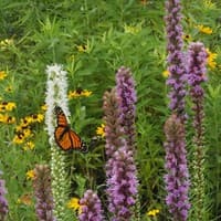 Dense Blazing Star; Gayfeather; Blazing Star