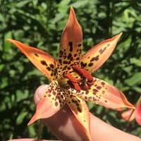 Canada Lily