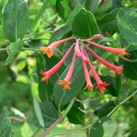 Trumpet Honeysuckle; Coral Honeysuckle