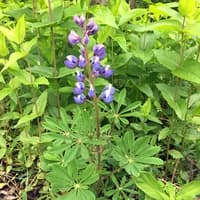Sundial Lupine; Lupine;