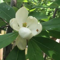Sweetbay Magnolia; Swamp Magnolia