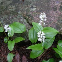 Canada Mayflower; False Lily-of-the-valley