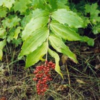 Eastern Solomons-plume; False Solomons-seal