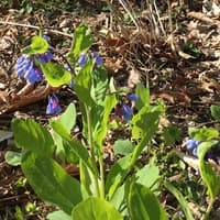 Virginia Bluebell; Virginia Cowslip