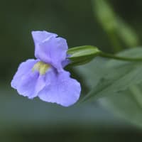 Square-stemmed Monkeyflower; Allegheny Monkeyflower
