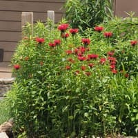 Scarlet Beebalm; Oswego Tea