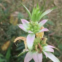 Spotted Beebalm