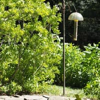 Wax Myrtle; Southen Bayberry