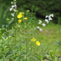 Narrow-leaf Sundrops; Southern Sundrops