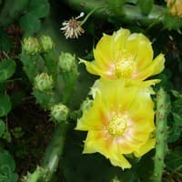 Eastern Prickly-pear