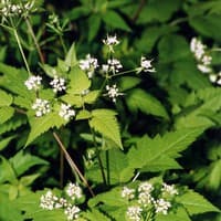 Sweet Cicely {or O. longistylis}