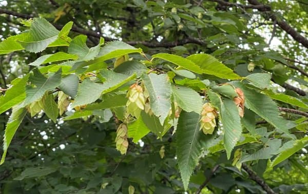 Hophornbeam, Ironwood