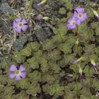 Violet Wood-sorrel