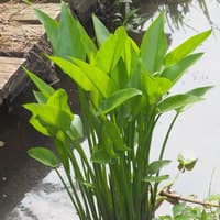 Arrow Arum; Green Arrow Arum; Tuckahoe