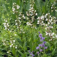 Beardtongue; Tall or White Foxglove