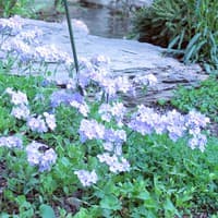 Wild Blue Phlox; Woodland Phlox
