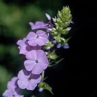 Meadow Phlox; Wild Sweet William