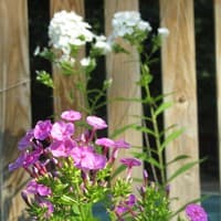 Fall Phlox; Garden Phlox