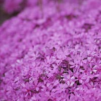Moss Phlox; Moss Pink
