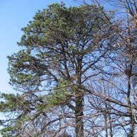 Pitch Pine