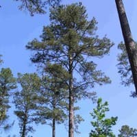 Loblolly Pine