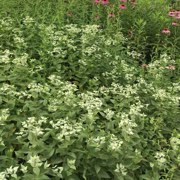 Blunt Mountain Mint