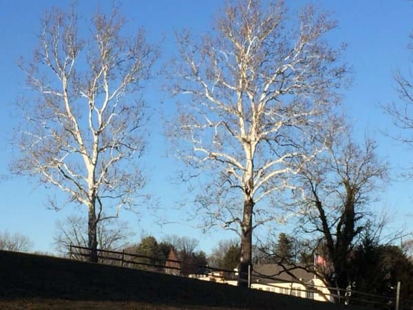 American Sycamore