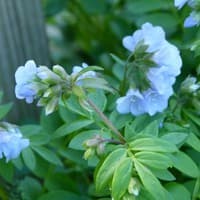 Spreading Jacobs Ladder; Greek Valerian