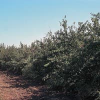 American Wild Plum
