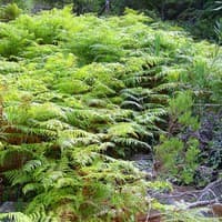 Bracken Fern