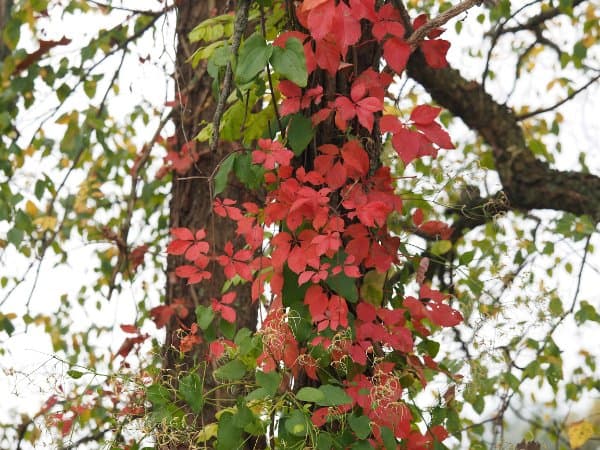 Virginia Creeper