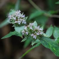 Hoary Mountain Mint