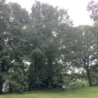 Chestnut Oak; Rock Chestnut Oak