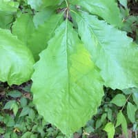 Chinquapin Oak; Chinkapin Oak; Yellow Oak