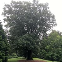 Northern Red Oak