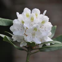 Great Rhododendron