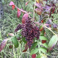 Winged Sumac; Shining Sumac; Flameleaf Sumac