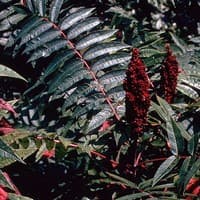 Smooth Sumac