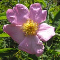Carolina Rose; Pasture Rose