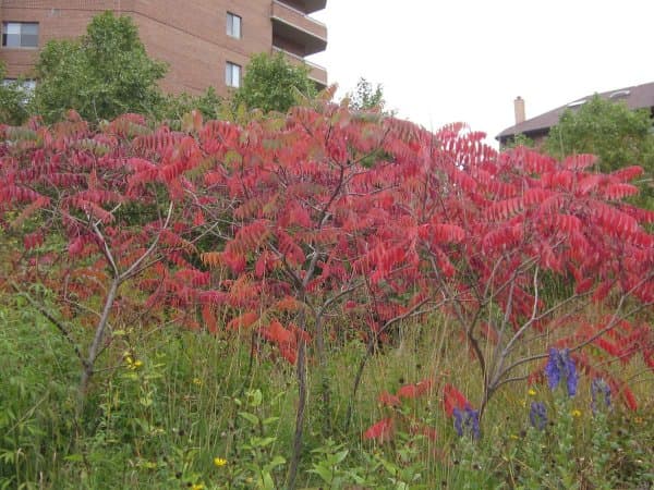 Staghorn Sumac