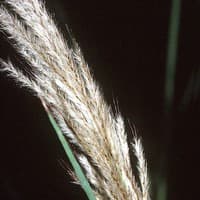 Giant Plumegrass; Sugarcane Plumegrass